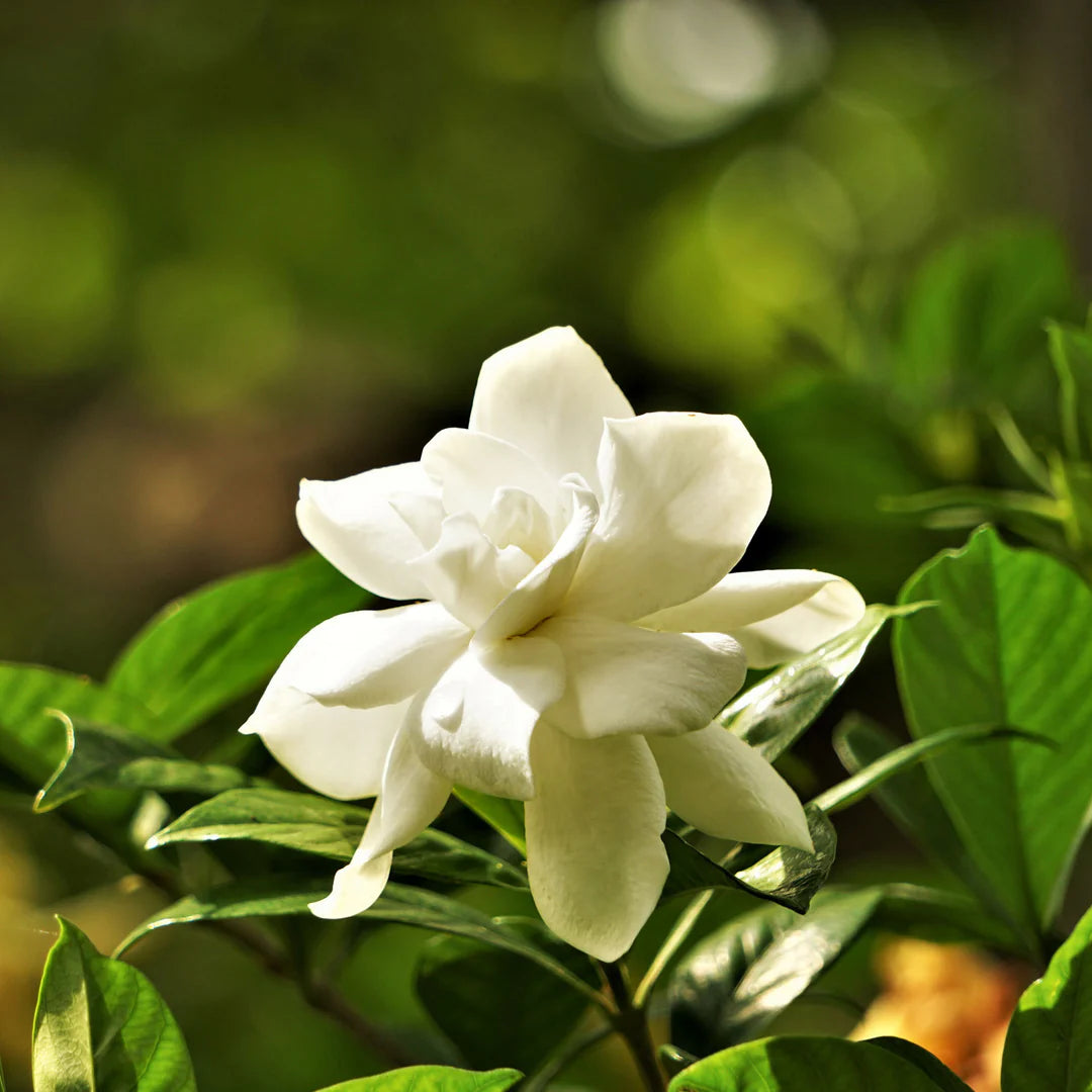 White Jasminoides Flower seeds for Planting - Garden Favorite, Heirloom & GMO Free Seeds for Home Garden