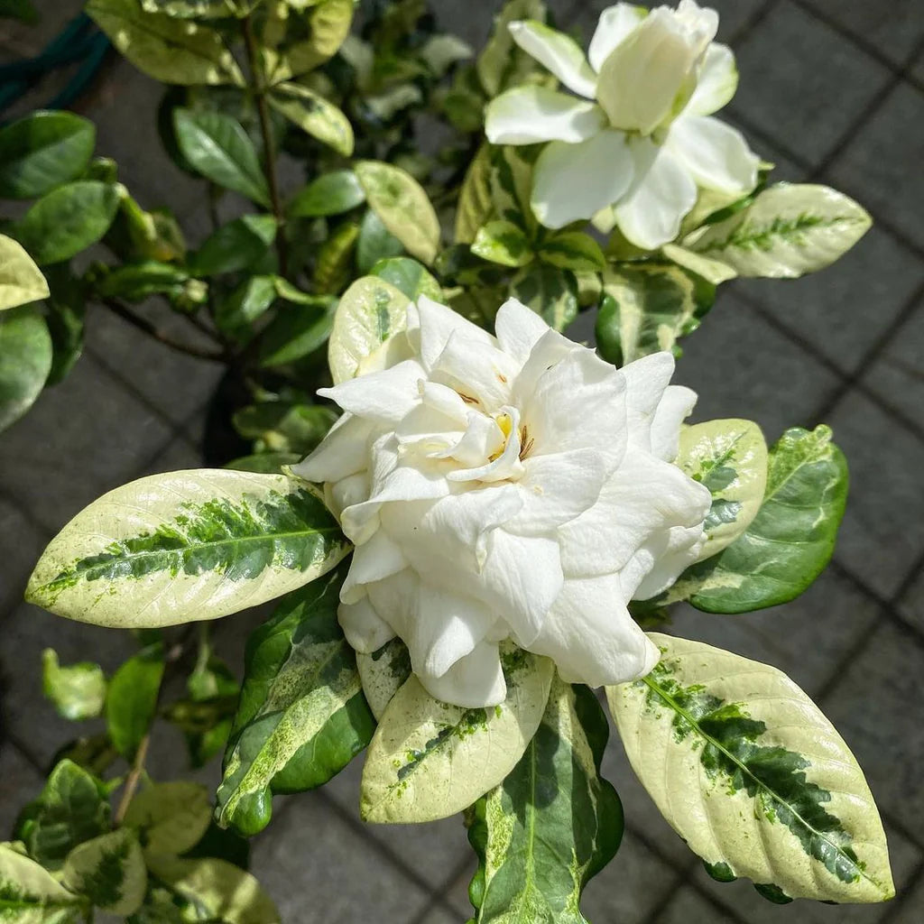 Gardenia Jasminoides Flower seeds for Planting - Cottage Garden Essential, Heirloom & GMO Free Seeds for Home Garden