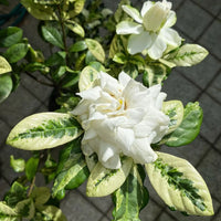 Gardenia Jasminoides Flower seeds for Planting - Cottage Garden Essential, Heirloom & GMO Free Seeds for Home Garden