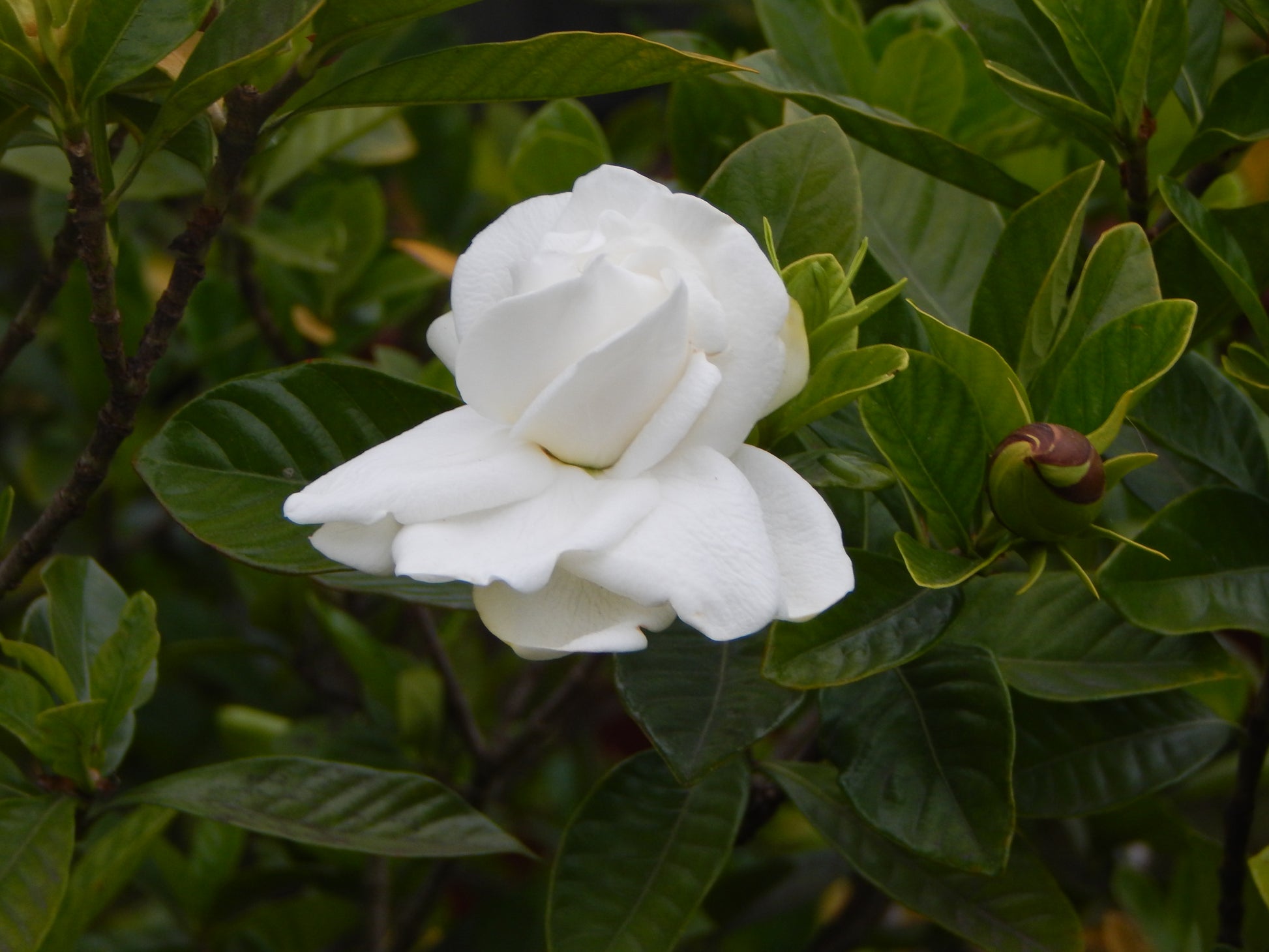Gardenia Jasminoides Flower seeds for Planting Vibrant Colors Heirloom & GMO Free Seeds for Home Garden