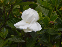 Gardenia Jasminoides Flower seeds for Planting Vibrant Colors Heirloom & GMO Free Seeds for Home Garden
