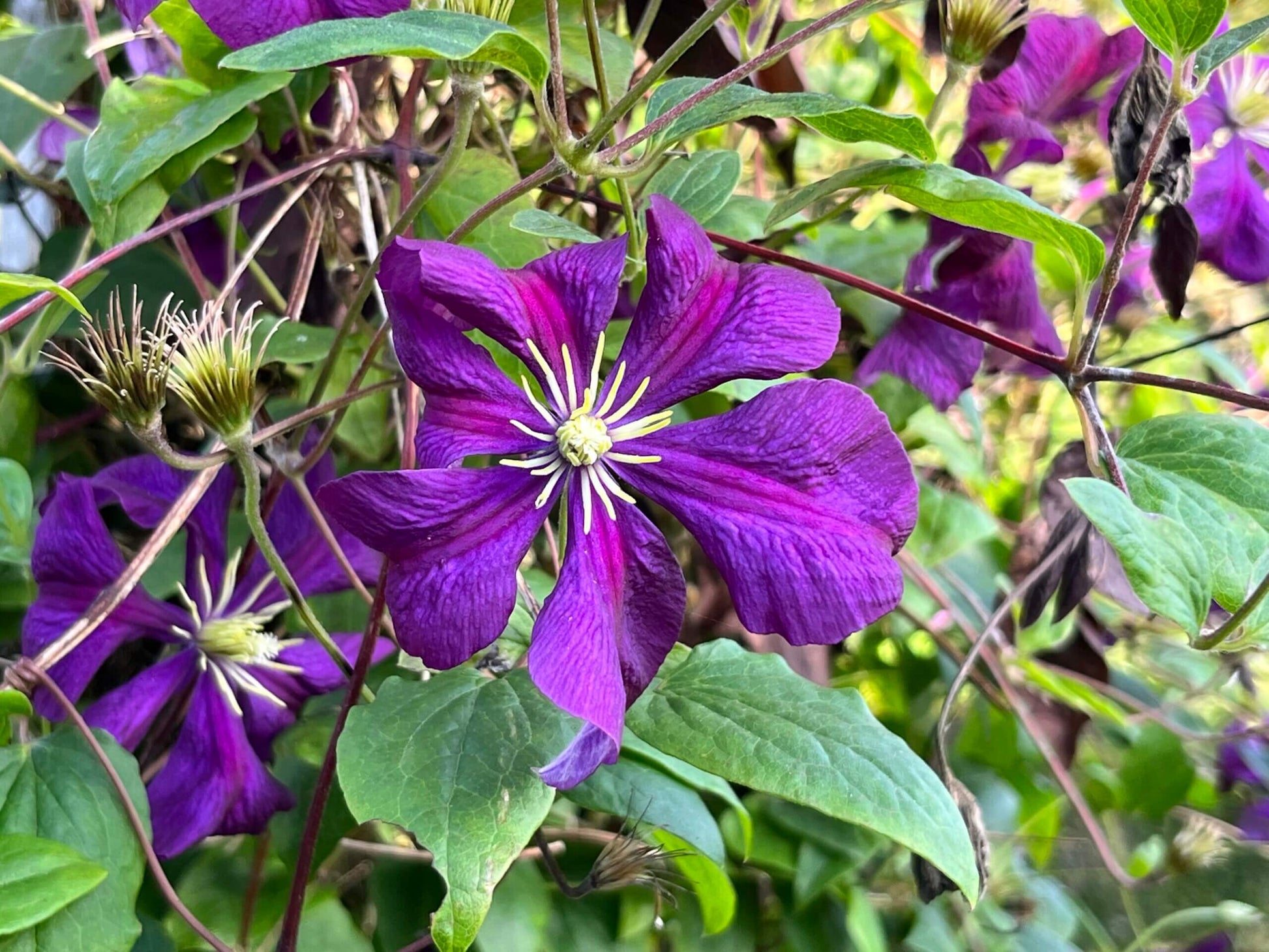 Clematis Flower seeds for Planting Colorful Display Heirloom & GMO Free Seeds for Home Garden