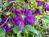 Clematis Flower seeds for Planting Colorful Display Heirloom & GMO Free Seeds for Home Garden