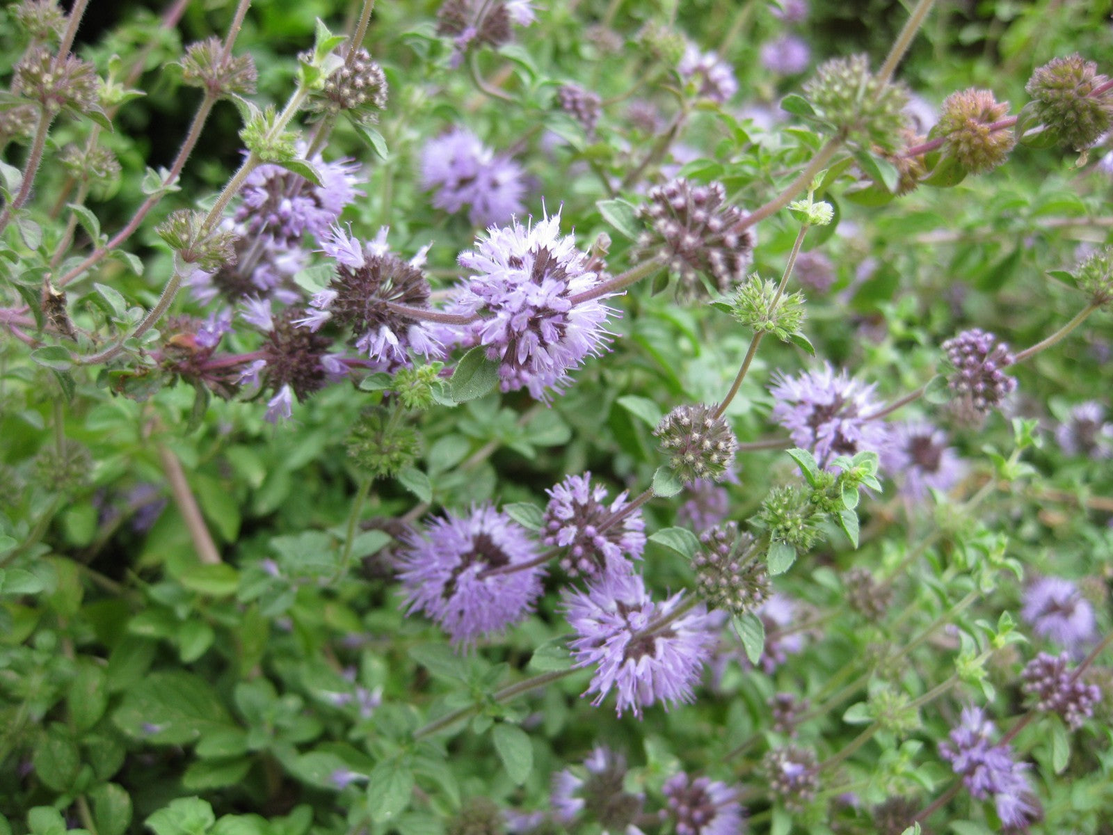 Purple Pulegium Flower Seeds for Planting - Vibrant Annual Blooms