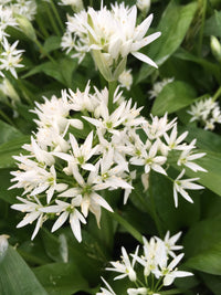 Ramsons Flower seeds for Planting - Perfect for Borders, Heirloom & GMO Free Seeds for Home Garden