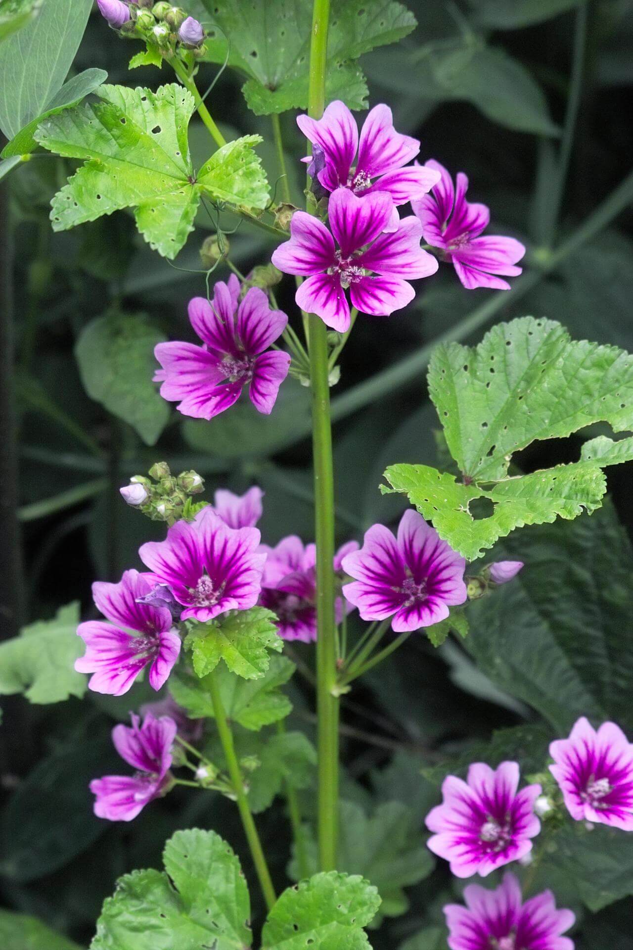 Malve Super-Single-Mix Seeds for Planting home garden flower bed