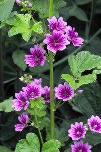 Malve Super-Single-Mix Seeds for Planting home garden flower bed