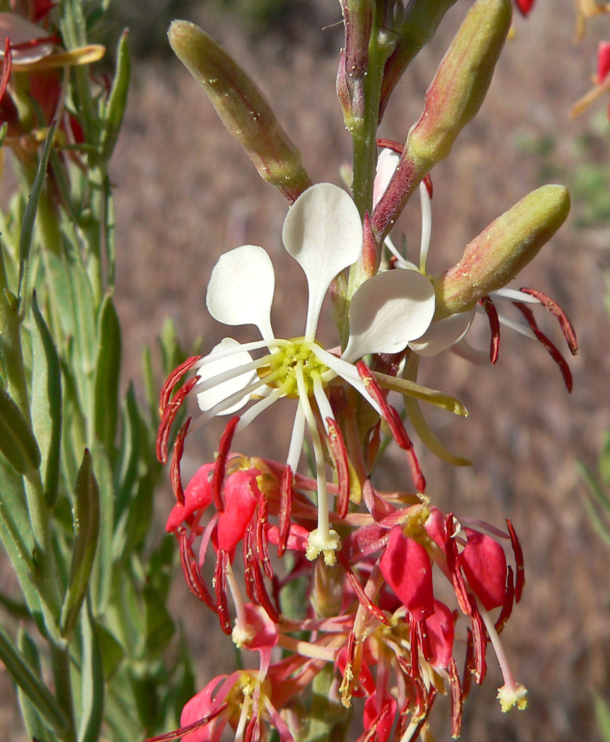 Oenothera Suffrutescens Flower Seeds  Evening Primrose Planting Seeds for Vibrant Garden Blooms