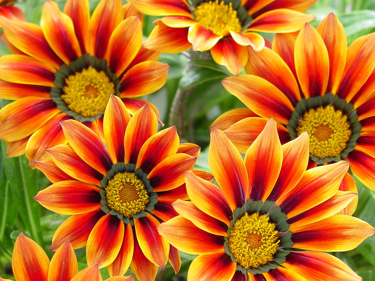Gray Gazania Flower seeds for Planting - Compact Growth, Heirloom & GMO Free Seeds for Home Garden