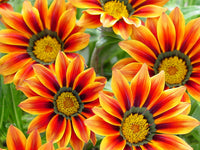 Gray Gazania Flower seeds for Planting - Compact Growth, Heirloom & GMO Free Seeds for Home Garden