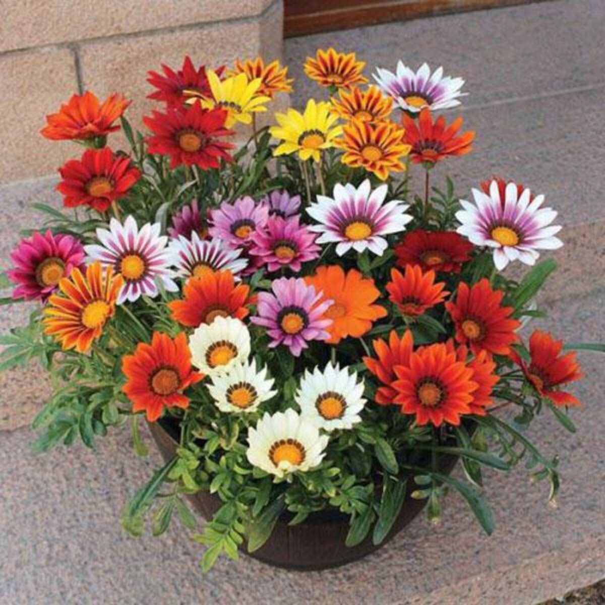 Gazania Giant Flower Seeds - Perfect for Easy Planting