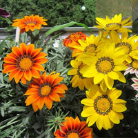 Mixed Gazania Flower seeds for Planting - Hardy Variety, Heirloom & GMO Free Seeds for Home Garden