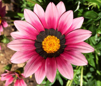 Gazania Pink Flower seeds for Planting - Bright Blooms, Heirloom & GMO Free Seeds for Home Garden
 
 Sale seeds for planting in home garden