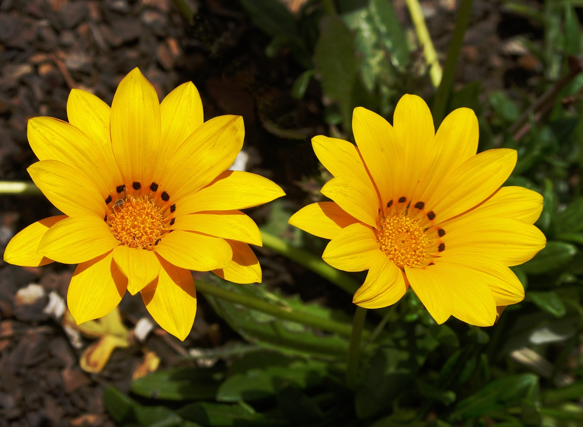 Red Yellow Gazania Flower Seeds Planting