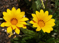 Red Yellow Gazania Flower Seeds Planting