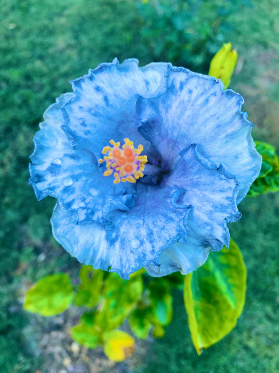 Light Blue Hibiscus Flower Seeds – Low Maintenance Heirloom & NonGMO Seeds for Planting Home Garden
 
 Sale