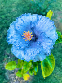 Light Blue Hibiscus Flower Seeds – Low Maintenance Heirloom & NonGMO Seeds for Planting Home Garden
 
 Sale