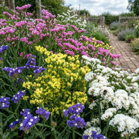 Statice Mix Planting Seeds  Vibrant Blooms for Spring Gardens