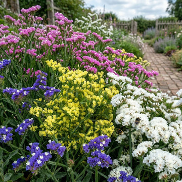 Statice Mix Planting Seeds  Vibrant Blooms for Spring Gardens