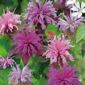 Mixed Monarda Didyma Flower seeds for Planting - Wildflower Mix, Heirloom & GMO Free Seeds for Home Garden