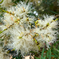 Melaleuca Flower seeds for Planting - Wildflower Mix, Heirloom & GMO Free Seeds for Home Garden