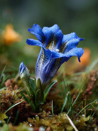 Blue Gentiana Sceptrum Flower seeds for Planting Easy to Grow Heirloom & GMO Free Seeds for Home Garden 
 
 Sale