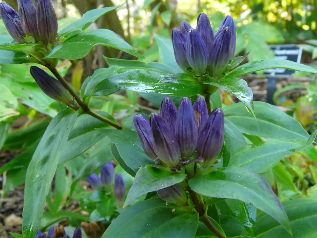 Gentian Flower seeds for Planting - Colorful Display, Heirloom & GMO Free Seeds for Home Garden