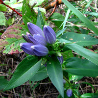 Gentian Flower seeds for Planting - Colorful Display, Heirloom & GMO Free Seeds for Home Garden