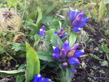 Purple Gentian Flower Seeds Fragrant Blossoms Heirloom & GMO Free Seeds for Home Garden
 
 Sale
