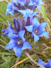 Gentiana Puberulenta Flower seeds for Planting Hardy Variety Heirloom & GMO Free Seeds for Home Garden