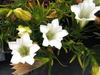 White Gentian Flower seeds for Planting Easy to Grow Heirloom & GMO Free Seeds for Home Garden