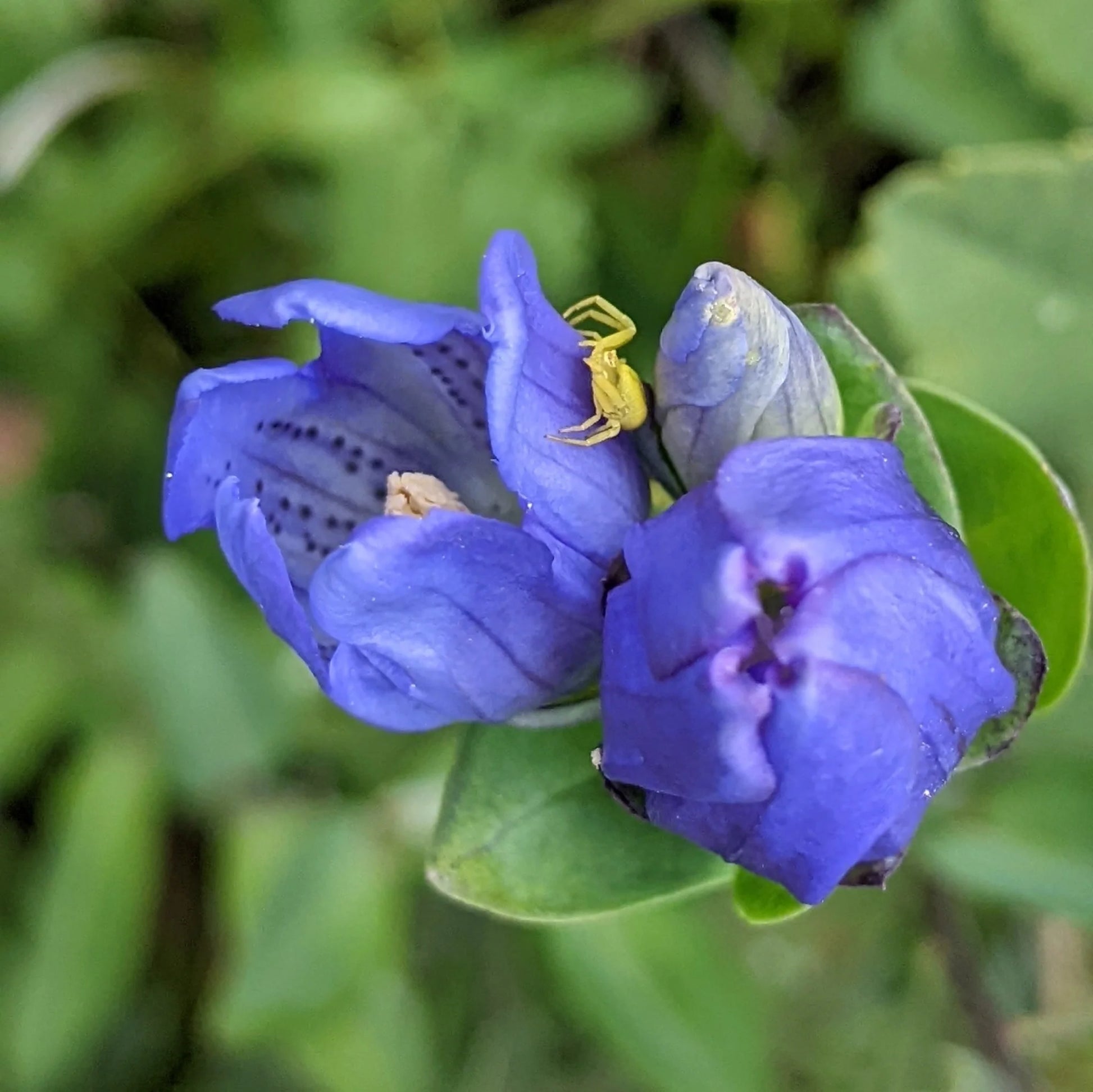 Blue Gentiana Sceptrum Flower seeds for Planting Easy to Grow Heirloom & GMO Free Seeds for Home Garden 
 
 Sale