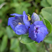 Blue Gentiana Sceptrum Flower seeds for Planting Easy to Grow Heirloom & GMO Free Seeds for Home Garden 
 
 Sale