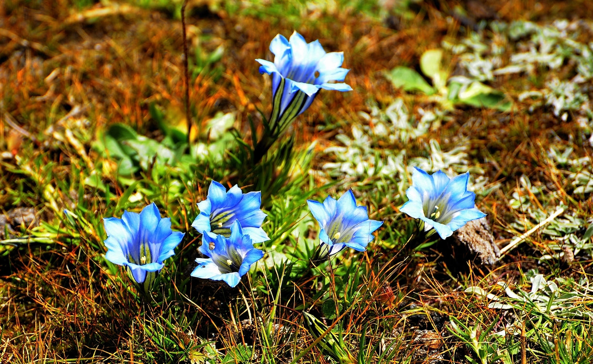 Blue White Gentian Flower seeds for Planting - Sun Loving, Heirloom & GMO Free Seeds for Home Garden