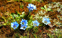 Blue White Gentian Flower seeds for Planting - Sun Loving, Heirloom & GMO Free Seeds for Home Garden