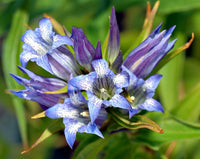 Lavender Gentiana Asclepiadea Flower seeds for Planting - Long Bloom Season, Heirloom & GMO Free Seeds for Home Garden