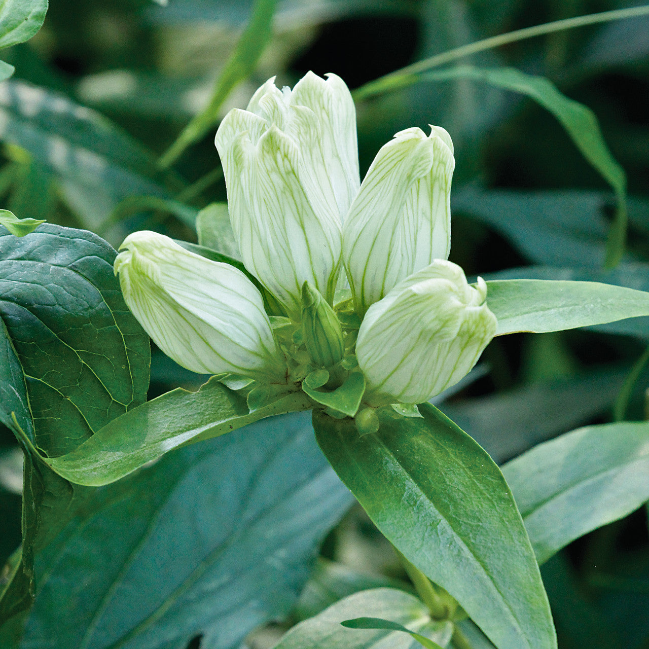 Cream Gentiana Flower seeds for Planting - Vibrant Colors, Heirloom & GMO Free Seeds for Home Garden