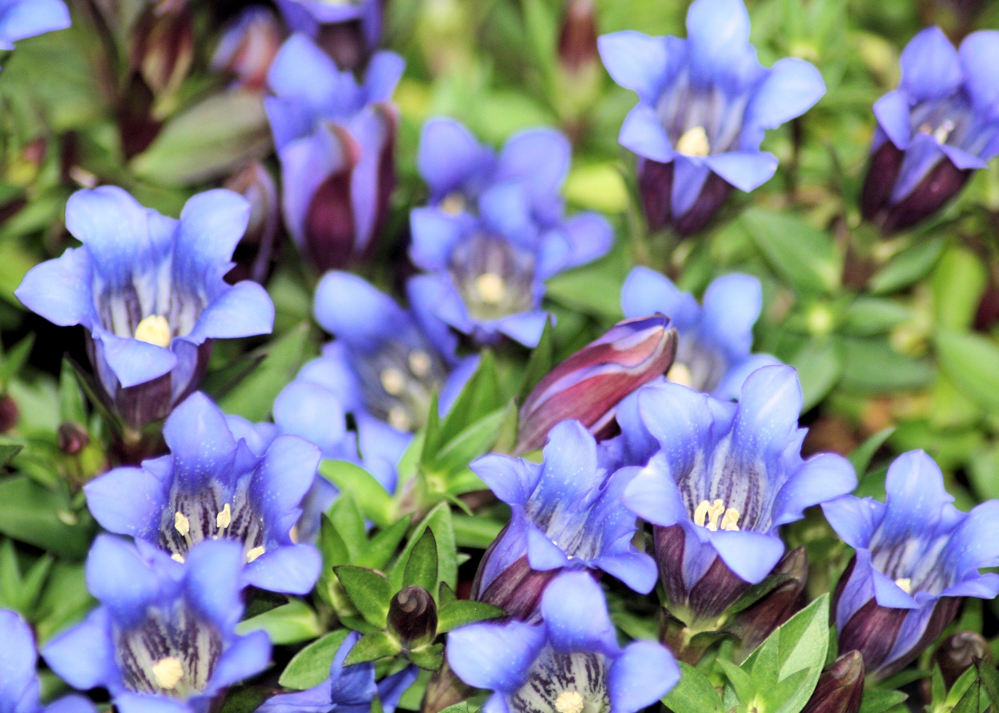 Gentiana Scabra Flower seeds for Planting Perfect for Borders Heirloom & GMO Free Seeds for Home Garden