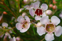 Geraldton’s Flower seeds for Planting Seasonal Bloomer Heirloom & GMO Free Seeds for Home Garden 
 
 Sale