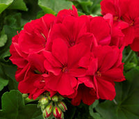 Light Red Geranium Flower Seeds for Planting | Annual Seeds for Vibrant Gardens