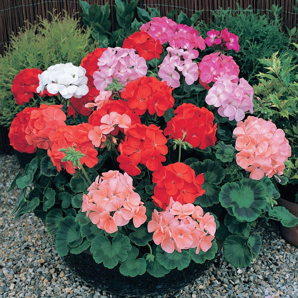 Mixed Geranium Flower seeds for Planting Sun Loving Heirloom & GMO Free Seeds for Home Garden
 
 Sale