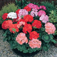 Mixed Geranium Flower seeds for Planting Sun Loving Heirloom & GMO Free Seeds for Home Garden
 
 Sale