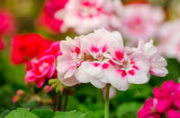 Geranium Flower Seeds for planting White Light Pink