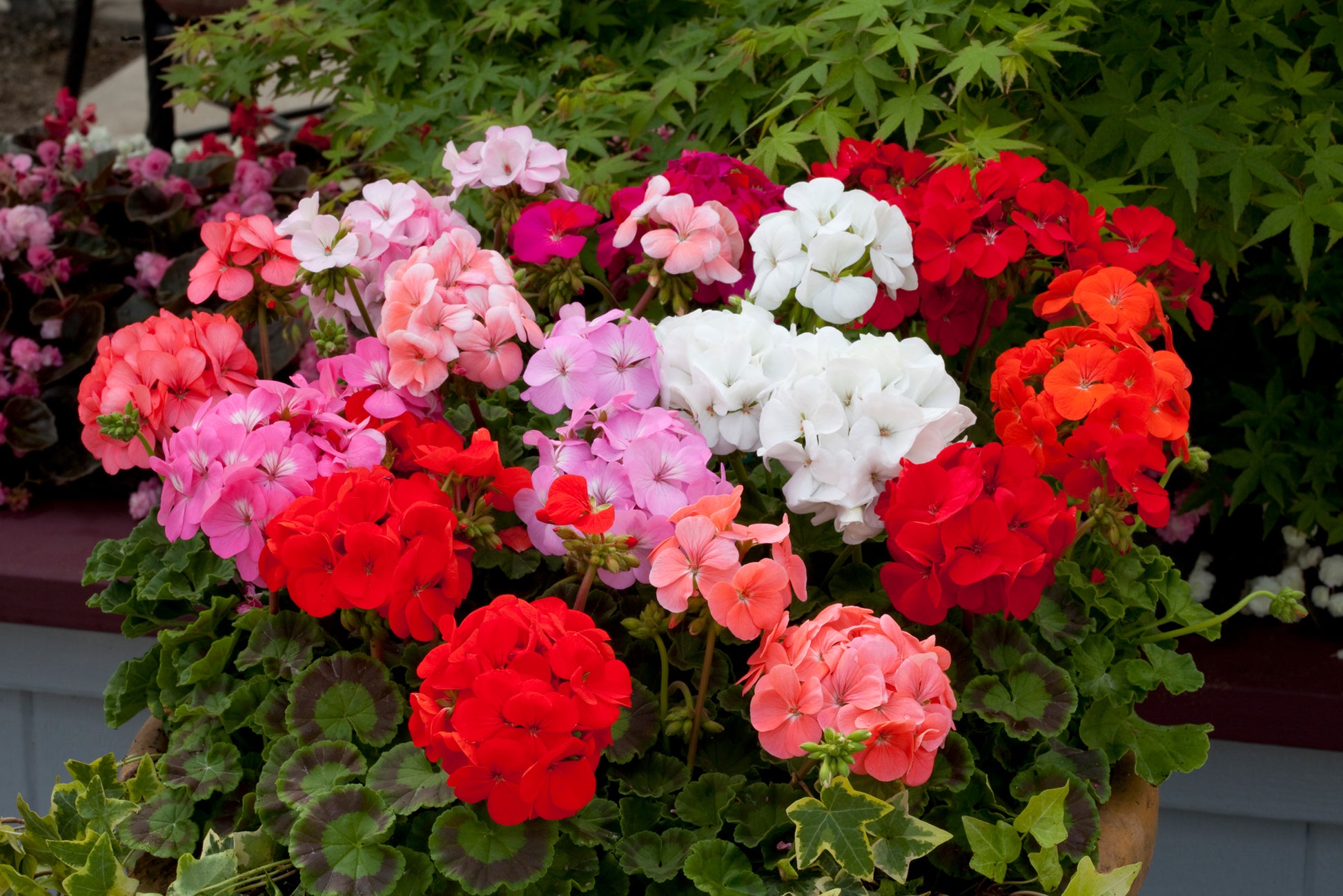 Mixed Geranium Flower Seeds for Easy Planting