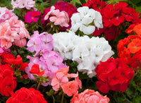 Mixed Geranium Flower Seeds for Easy Planting