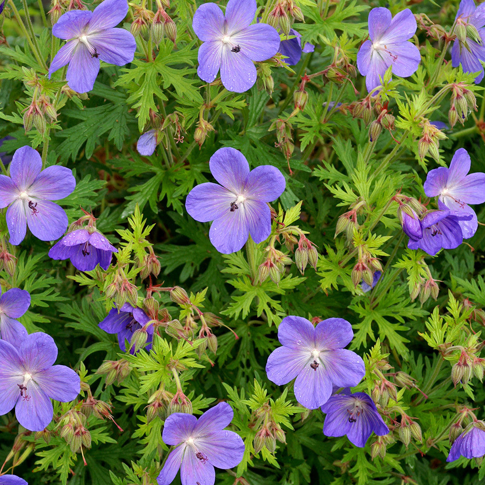 Blue Geranium Flower Seeds Pelargonium spp. for Planting in Flower Border and Garden Bed
