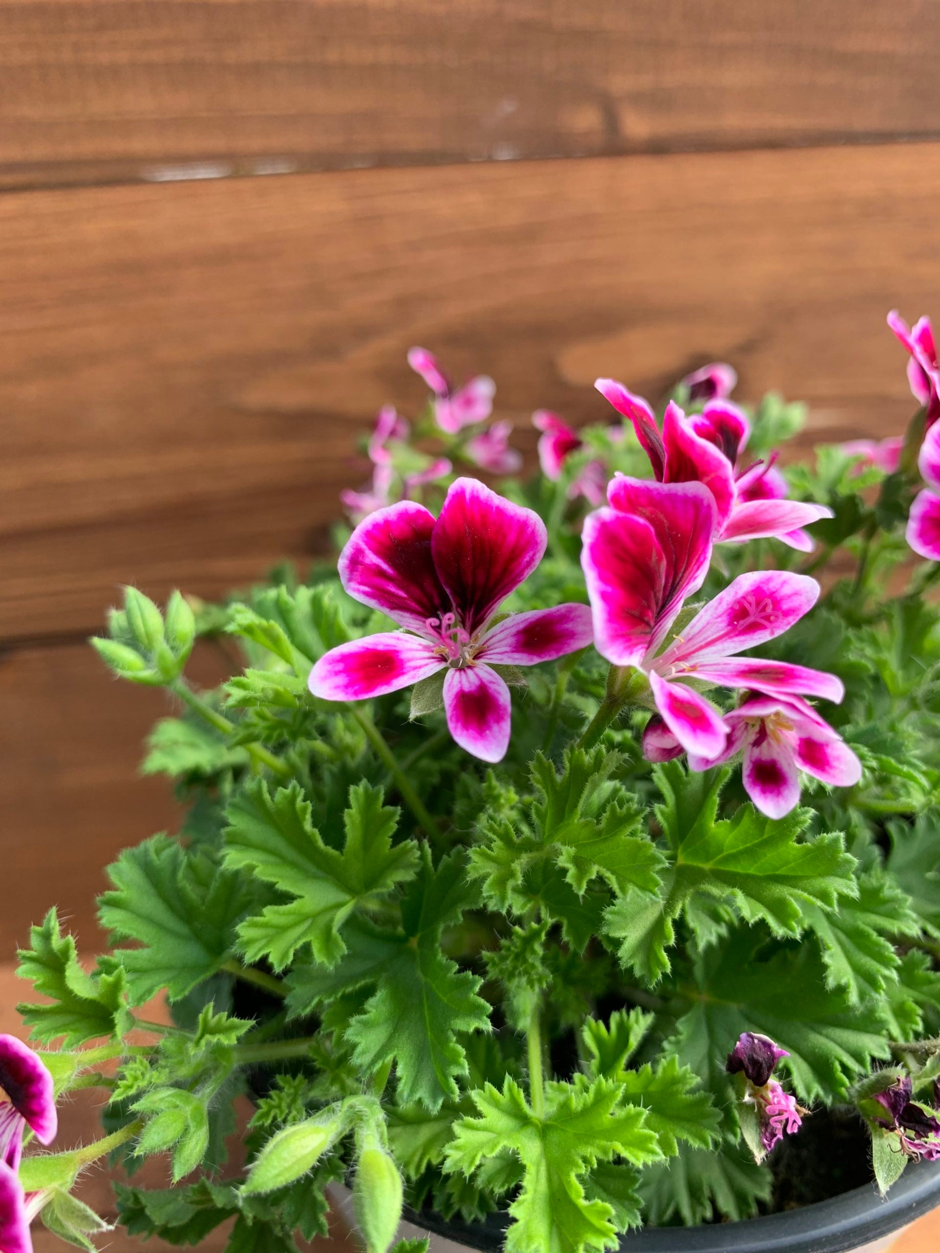 Violet & White Geraniums Flower seeds for Planting - Bright Blooms, Heirloom & GMO Free Seeds for Home Garden