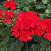 Green Geranium Flower seeds for Planting - Easy to Grow, Heirloom & GMO Free Seeds for Home Garden