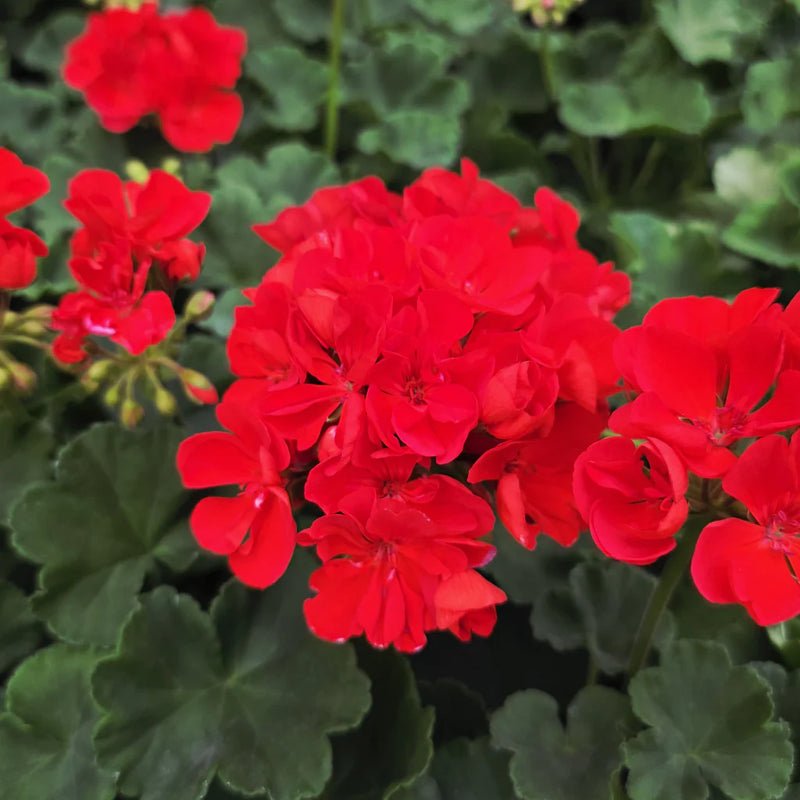 Green Geranium Flower seeds for Planting - Easy to Grow, Heirloom & GMO Free Seeds for Home Garden
