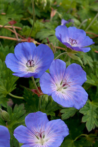Cool-Climate Blue Geranium Flower Seeds for Easy Planting